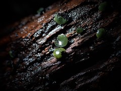 Chlorencoelia versiformis