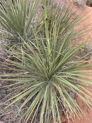 Yucca utahensis