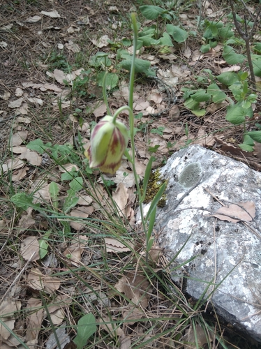 Fritillaria acmopetala, photograph 6
