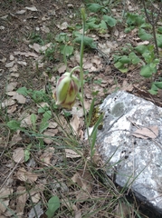 Fritillaria acmopetala