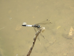 Orthetrum albistylum speciosum