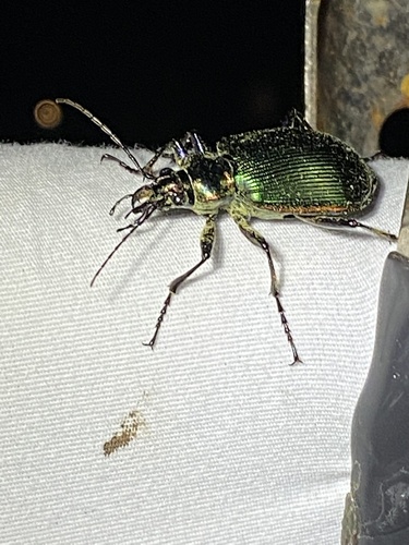 Wilcox's Spring Caterpillar Hunter photo 3
