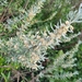 Olearia axillaris - Photo (c) Allison Wall,  זכויות יוצרים חלקיות (CC BY-NC), הועלה על ידי Allison Wall