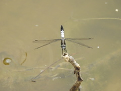Orthetrum albistylum speciosum