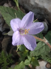 Erodium gruinum