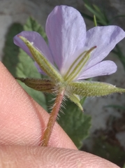 Erodium gruinum