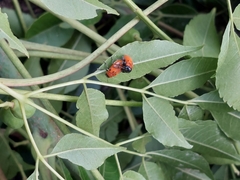 Coptocephala pallens