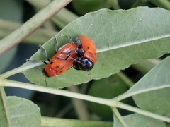 Coptocephala pallens