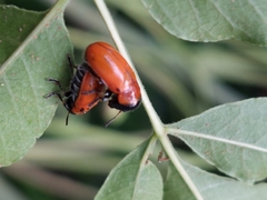 Coptocephala pallens