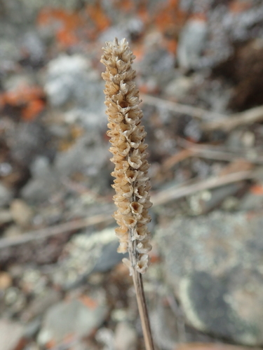 Image of Plantago canescens by (c) F Quiec, some rights reserved (CC BY-SA)