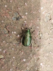 Anomala octiescostata