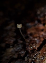 Mycena mamaku
