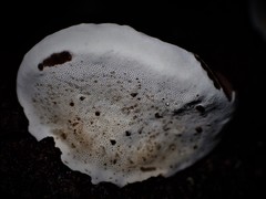 Funalia