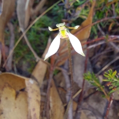 Eriochilus collinus collinus