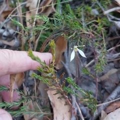 Eriochilus collinus collinus