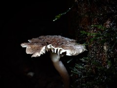 Lactifluus wirrabara