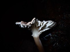 Lactifluus wirrabara