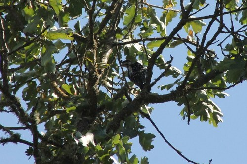 iNaturalist observation photo of Downy Woodpecker