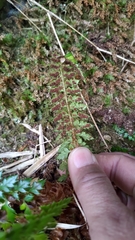 Polystichum acanthophyllum