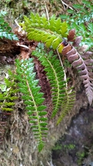 Polystichum acanthophyllum
