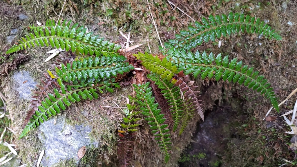 thornleaf holly fern