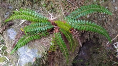 Polystichum acanthophyllum
