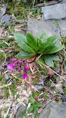 Primula miyabeana