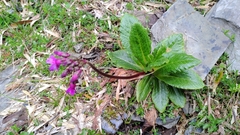Primula miyabeana