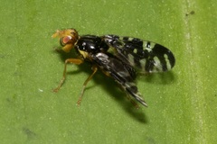 Platyparea discoidea