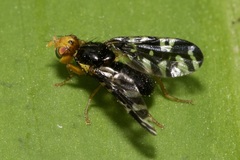 Platyparea discoidea