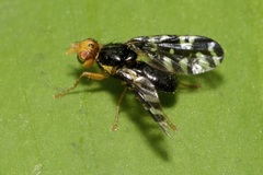 Platyparea discoidea