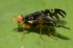 Platyparea discoidea