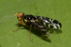 Platyparea discoidea