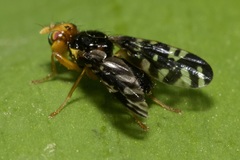 Platyparea discoidea