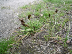 Carex stenophylla