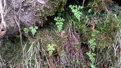 Cystopteris moupinensis