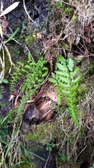 Athyrium reflexipinnum