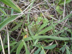 Lamium amplexicaule orientale