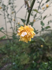 Kerria japonica