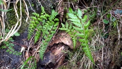 Athyrium reflexipinnum