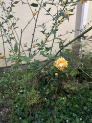 Kerria japonica