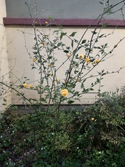 Kerria japonica
