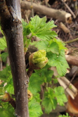 Cecidophyopsis ribis