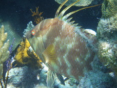 Lachnolaimus maximus