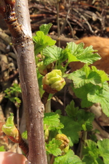 Cecidophyopsis ribis