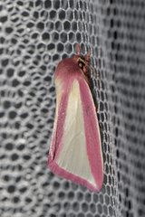 Heliothis galatheae