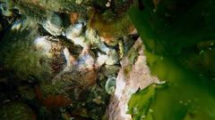 Cristiceps australis