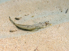 Sailfin Dragonet photo 2