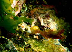 Cristiceps australis