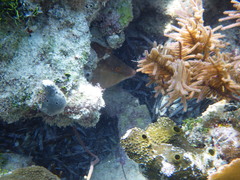 Lachnolaimus maximus